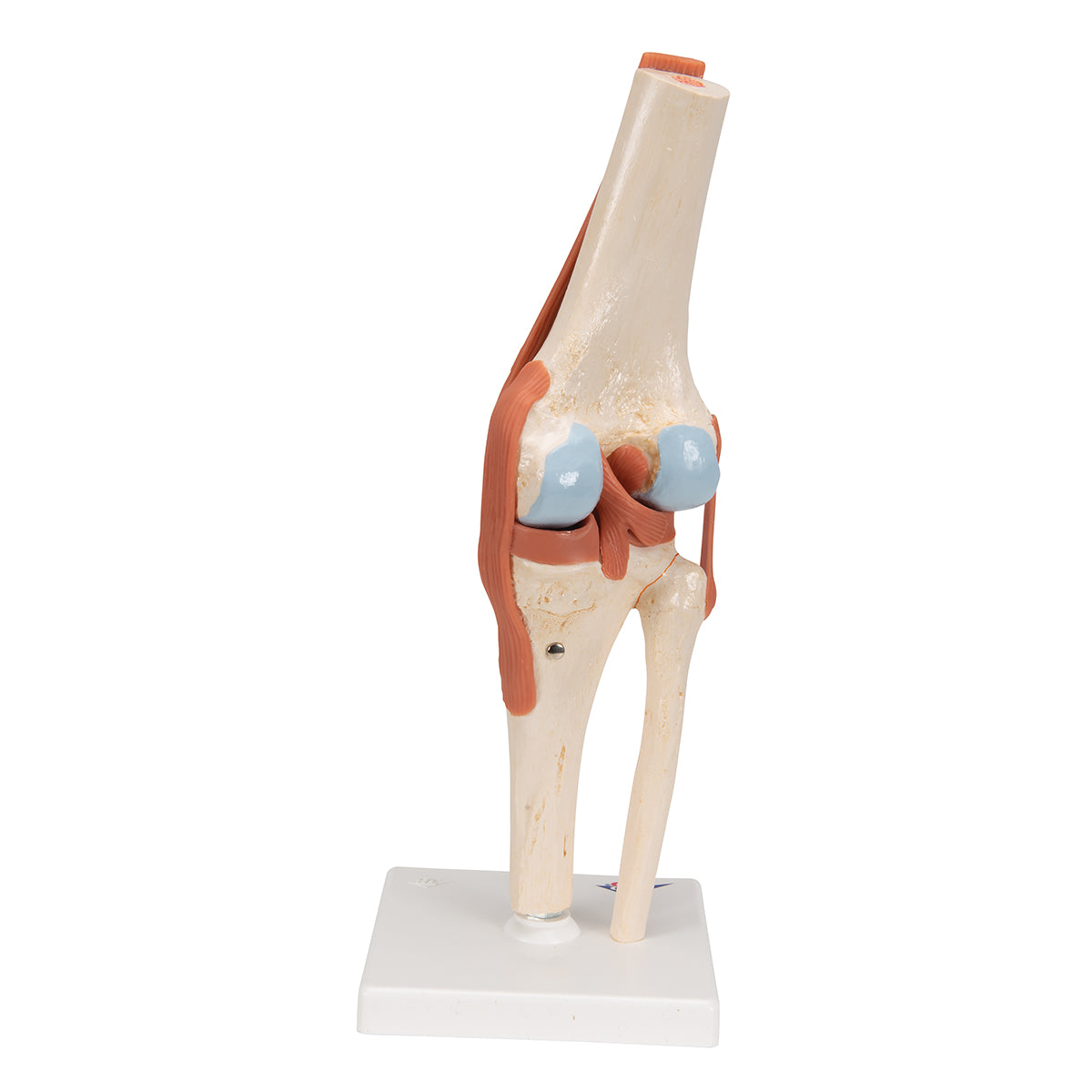 Deluxe Functional Knee Joint Model