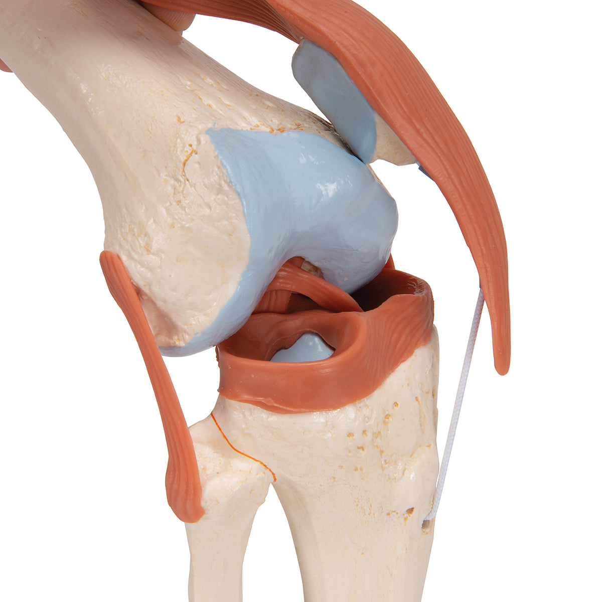 Deluxe Functional Knee Joint Model