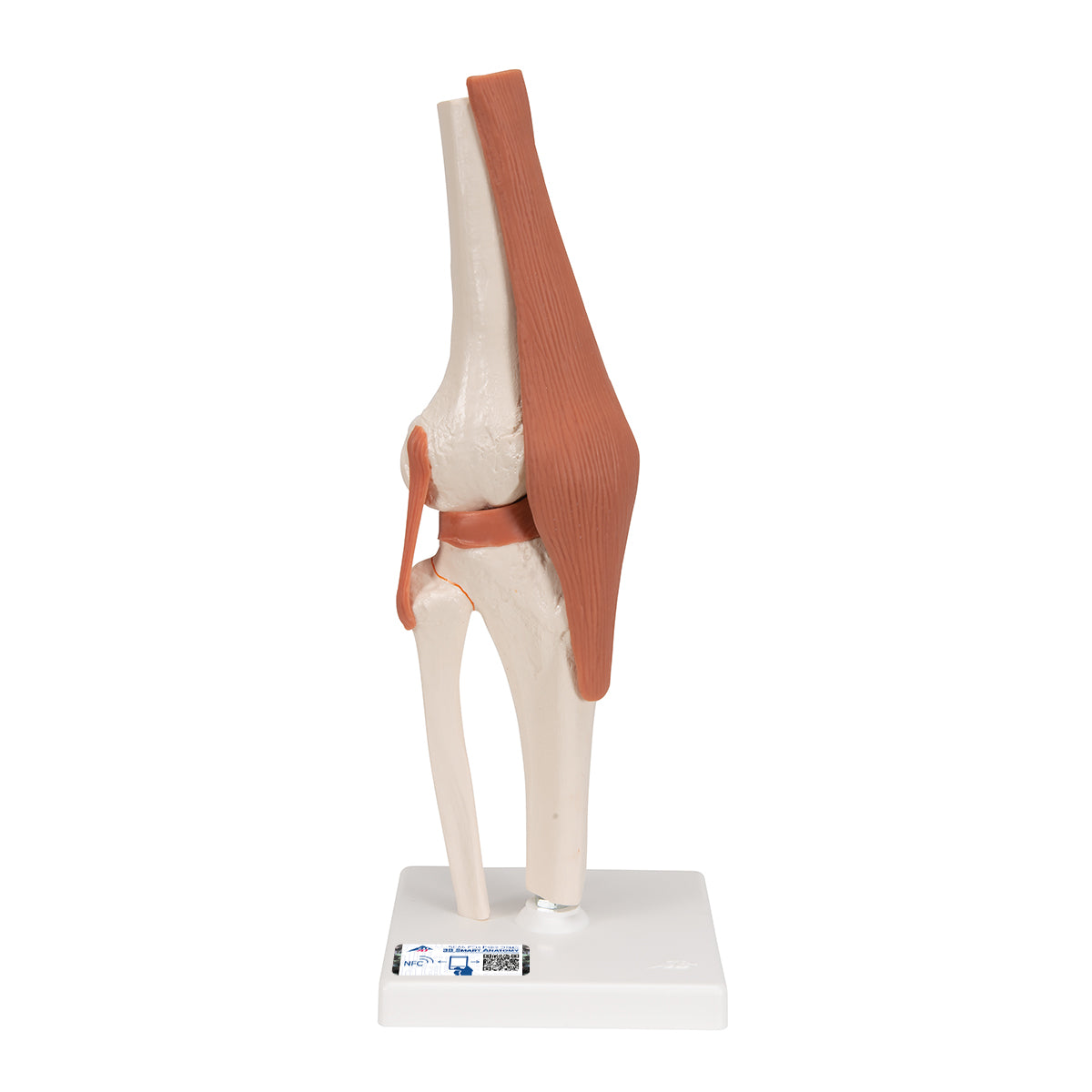 Functional Knee-Joint Model