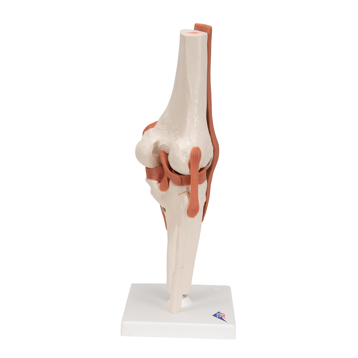 Functional Knee-Joint Model