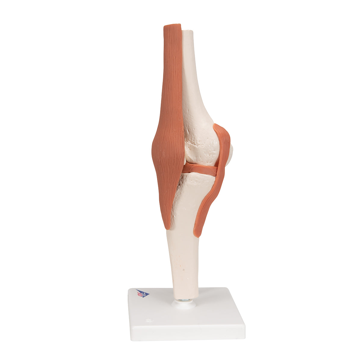 Functional Knee-Joint Model