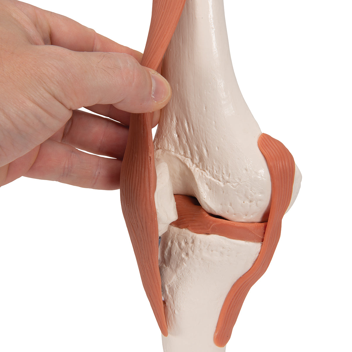 Functional Knee-Joint Model