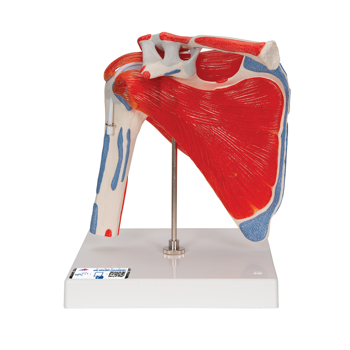 Shoulder Joint Model with Rotator Cuff & 4 Removable Muscles, 5 Part