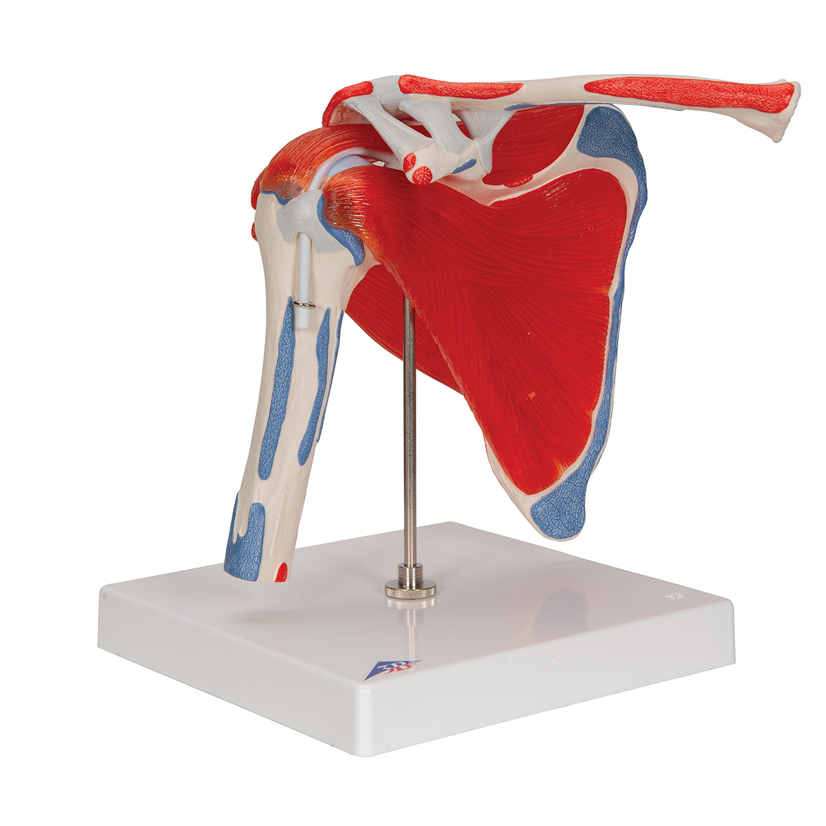 Shoulder Joint Model with Rotator Cuff & 4 Removable Muscles, 5 Part