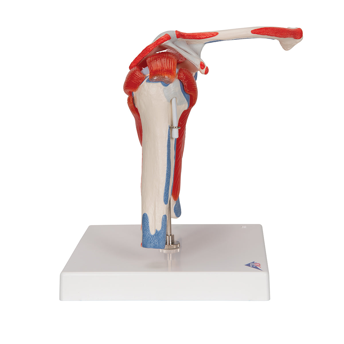 Shoulder Joint Model with Rotator Cuff & 4 Removable Muscles, 5 Part