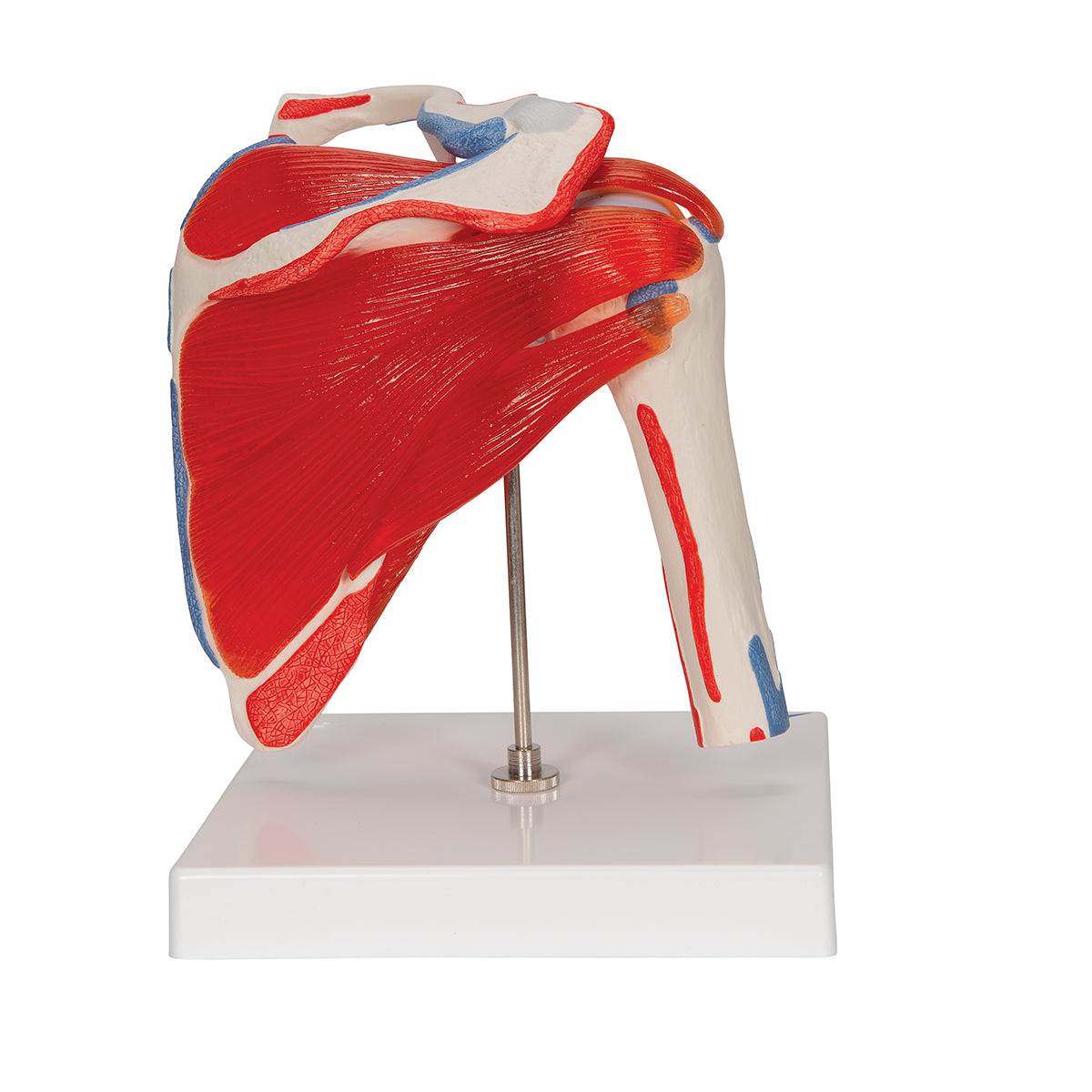 Shoulder Joint Model with Rotator Cuff & 4 Removable Muscles, 5 Part