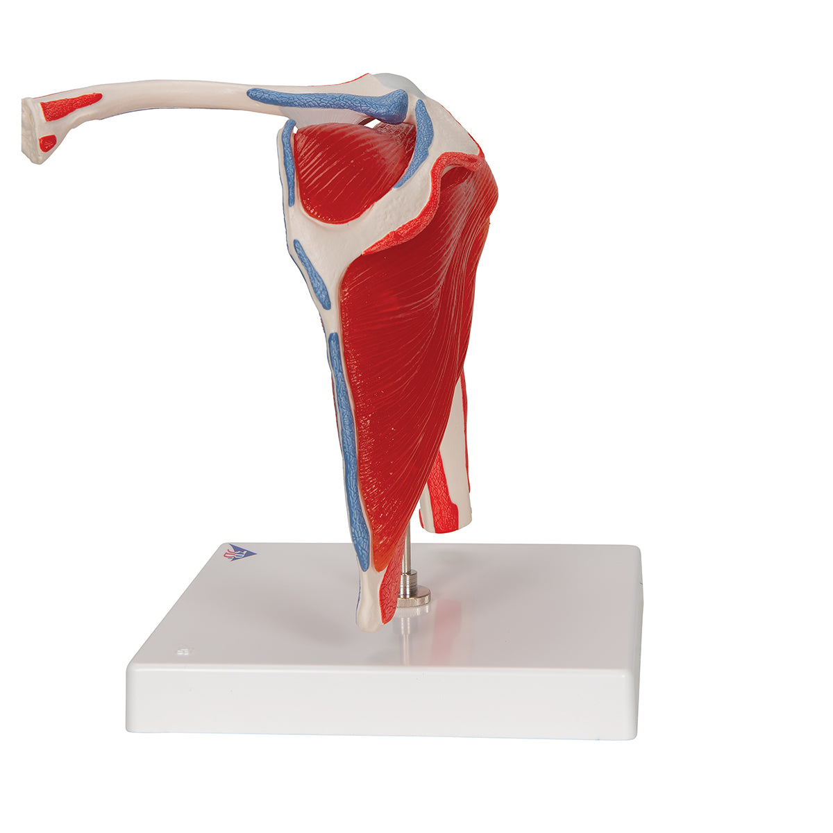 Shoulder Joint Model with Rotator Cuff & 4 Removable Muscles, 5 Part
