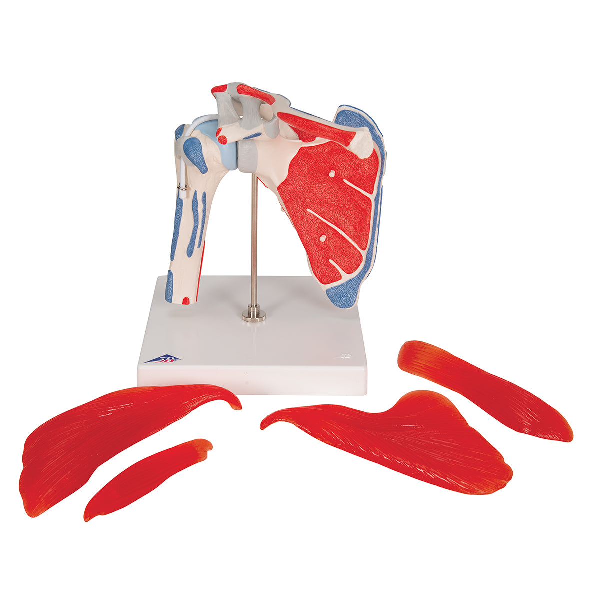 Shoulder Joint Model with Rotator Cuff & 4 Removable Muscles, 5 Part