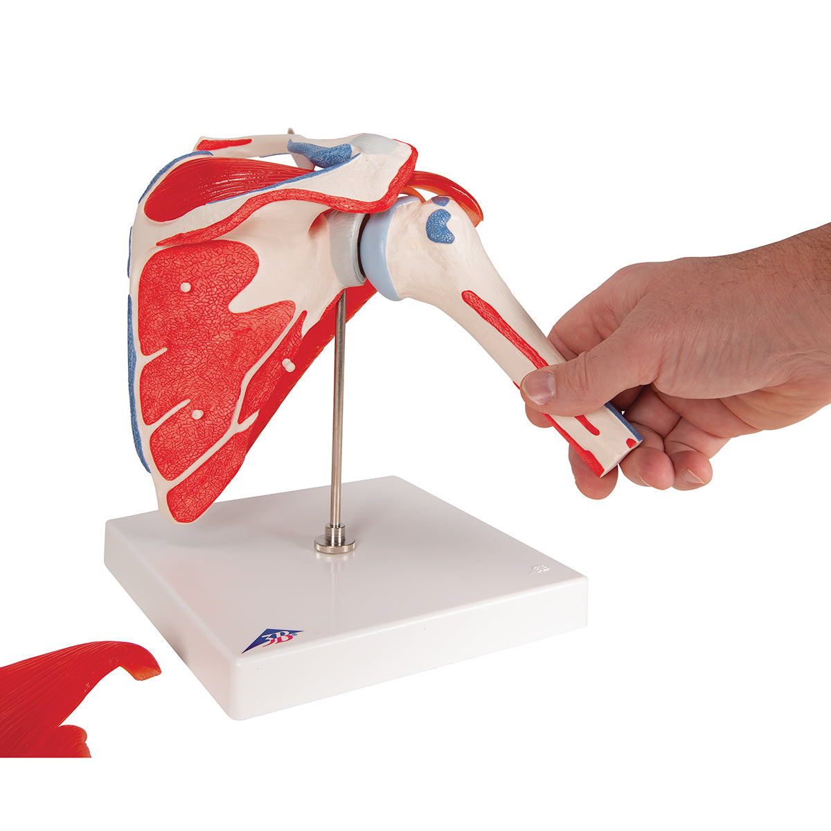 Shoulder Joint Model with Rotator Cuff & 4 Removable Muscles, 5 Part