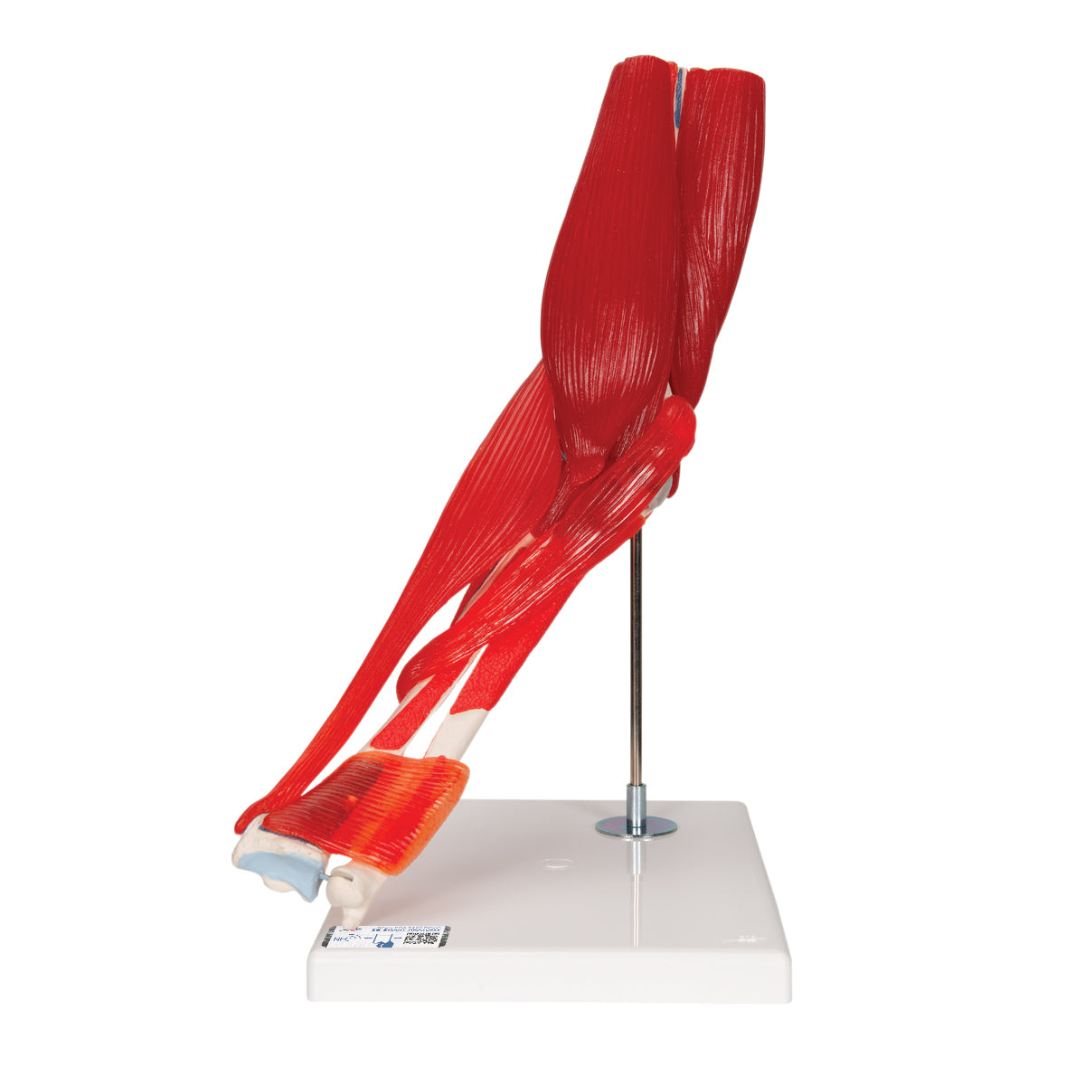 Elbow Joint Model with Removable Muscles, 8 Parts