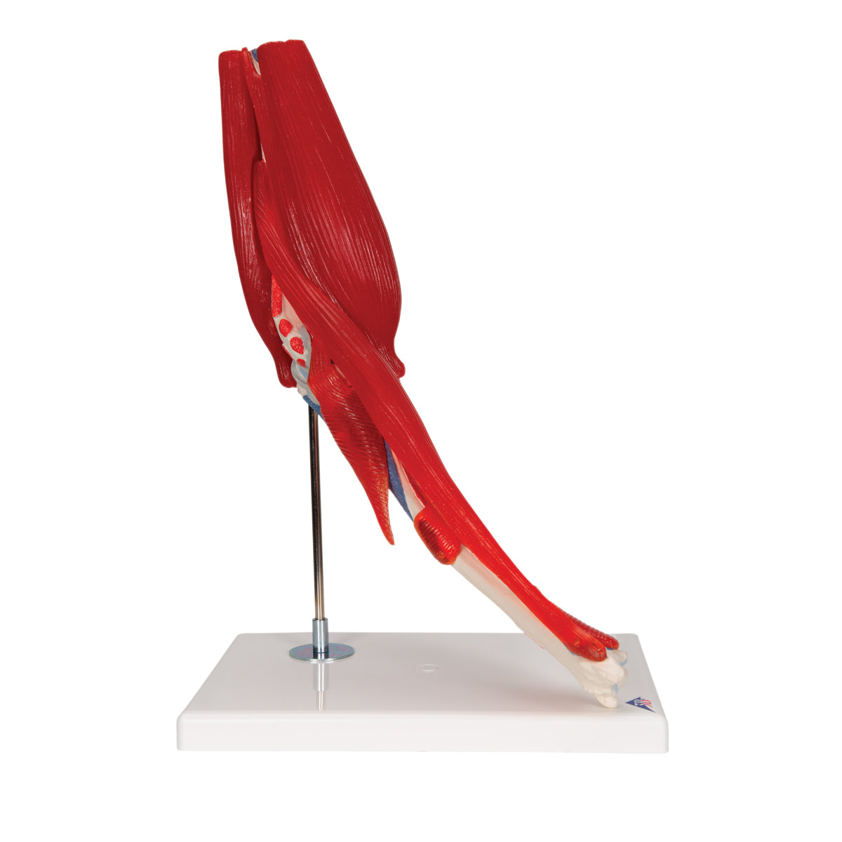 Elbow Joint Model with Removable Muscles, 8 Parts