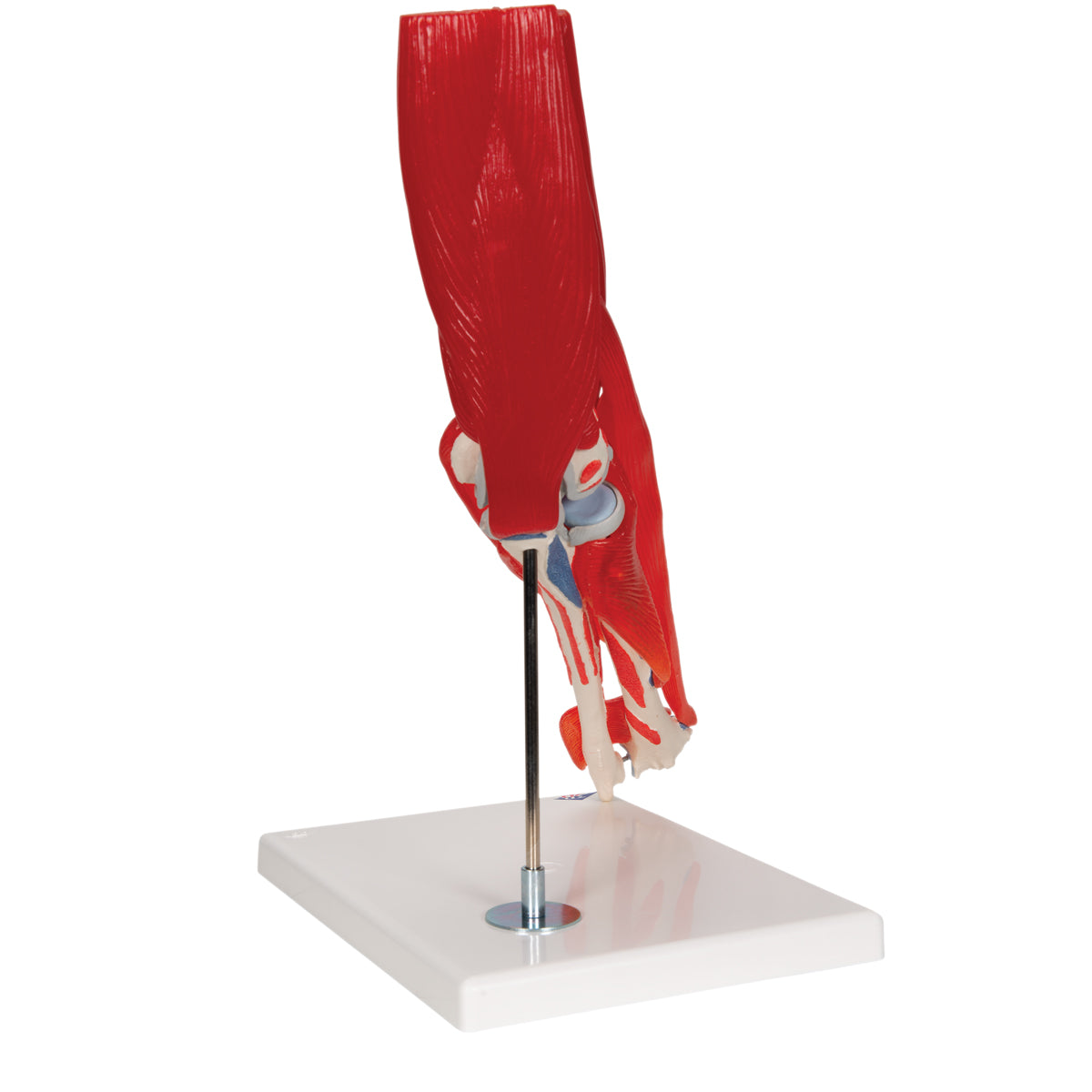 Elbow Joint Model with Removable Muscles, 8 Parts