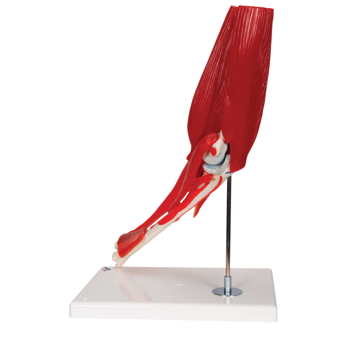 Elbow Joint Model with Removable Muscles, 8 Parts