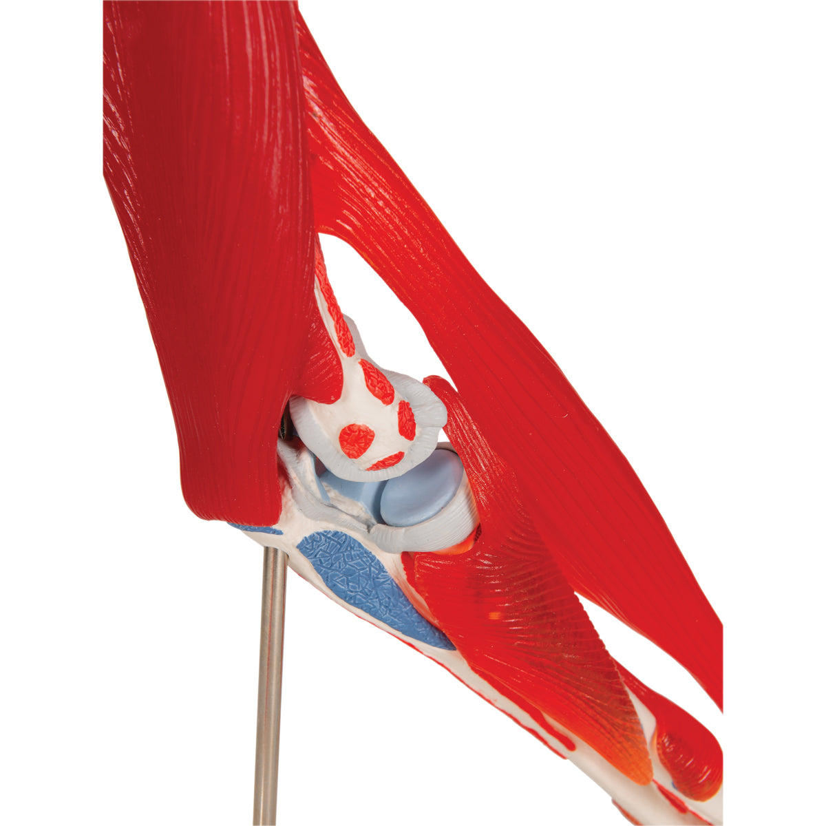 Elbow Joint Model with Removable Muscles, 8 Parts