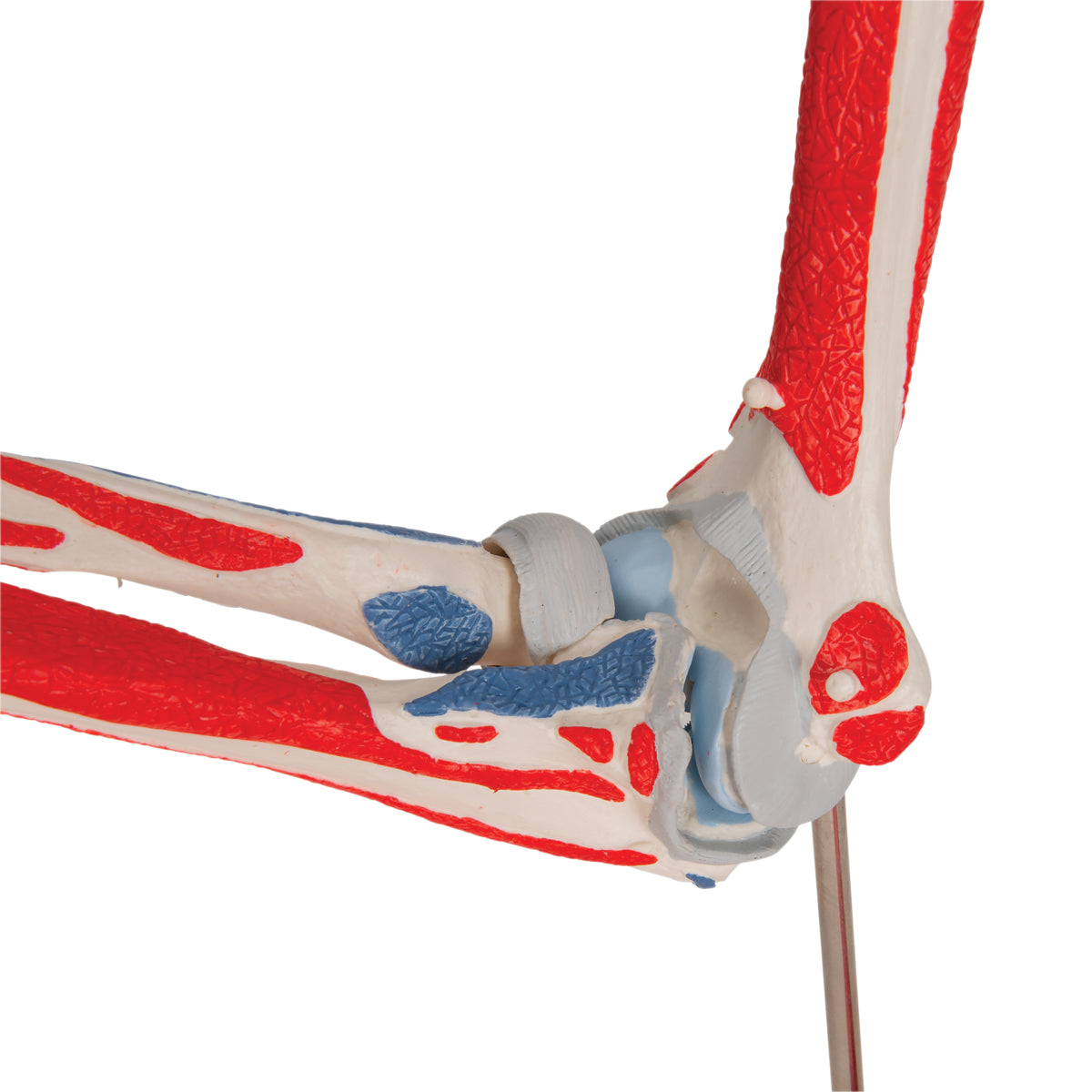 Elbow Joint Model with Removable Muscles, 8 Parts
