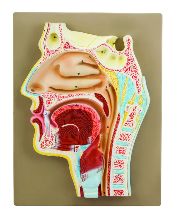 Human Nose Anatomical Model Longitudinal Section