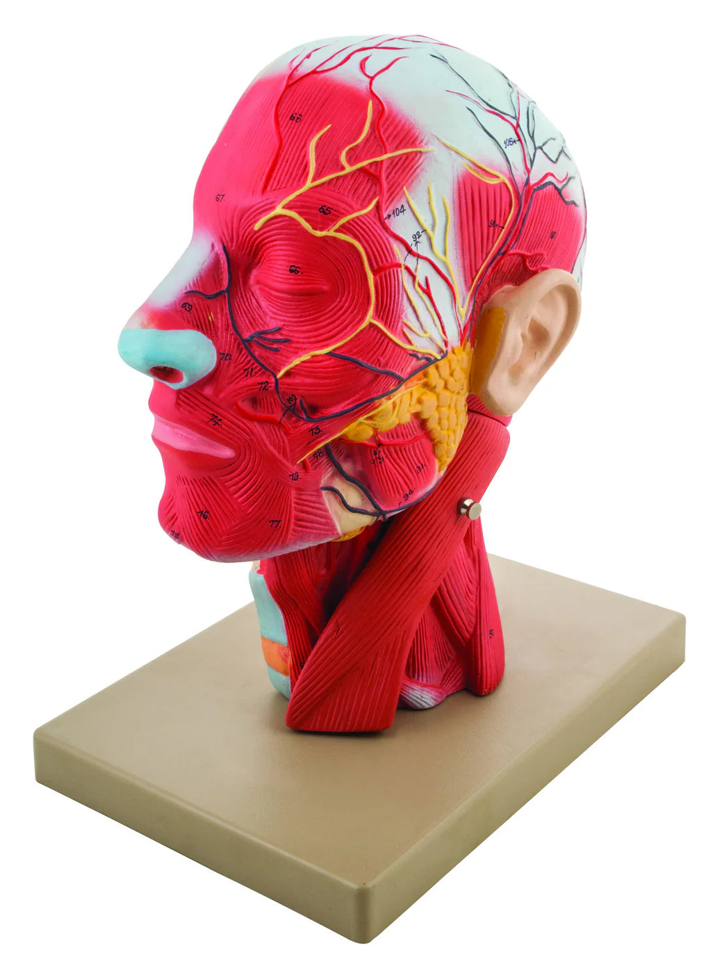 Human Head Cross Sectional Life-Size Model