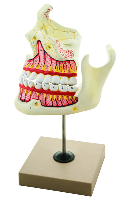 Upper and Lower Jaw Mounted, 4x Enlarged