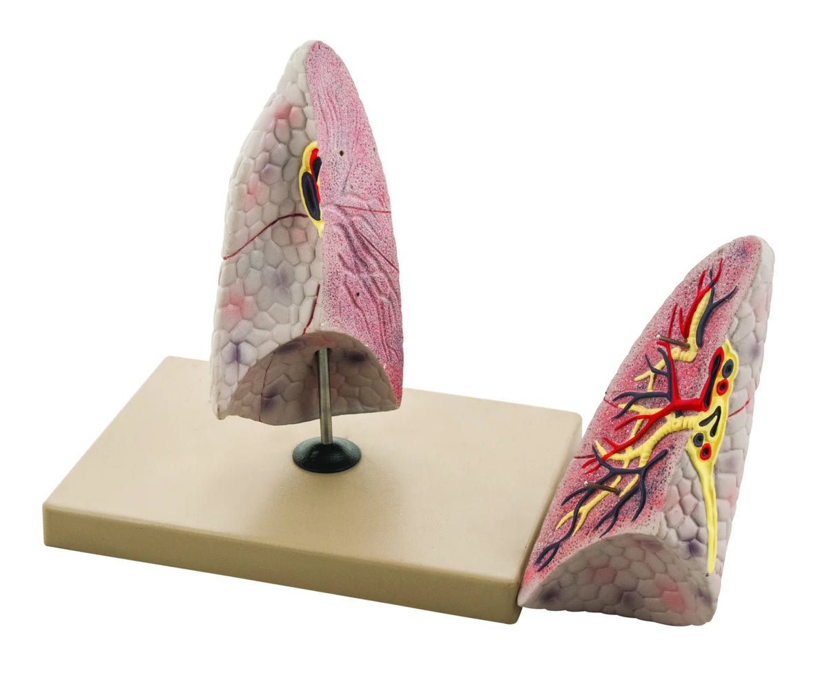 Human Lung Model, Right
