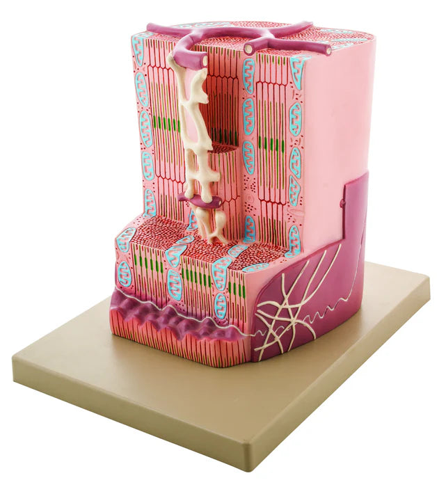 Premium Human Cardiac (Heart) Muscle Model with Ultra Detailed Structures