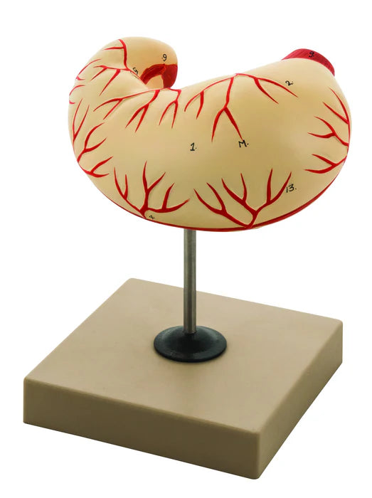 Eisco Labs Model Human Stomach