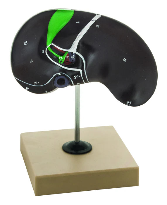 Human Liver with Gall Bladder