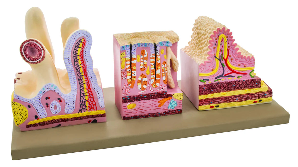 Highly Detailed Human Digestive Canal Model