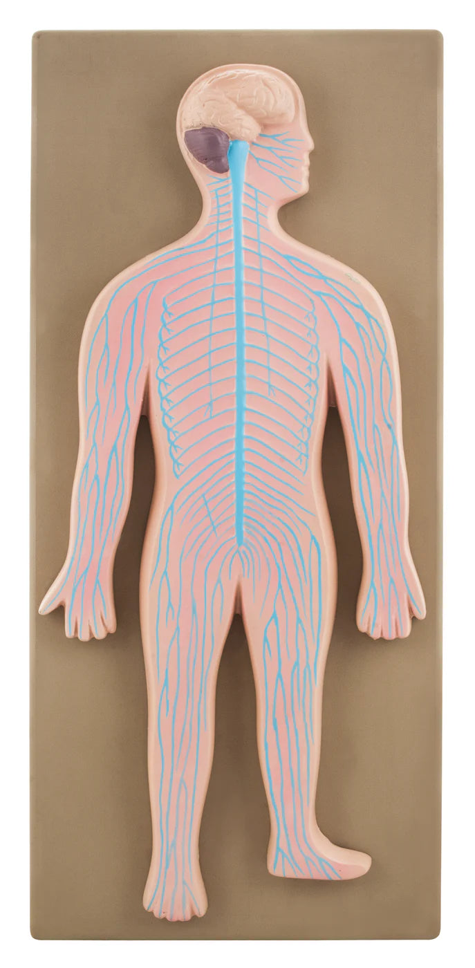 Human Nervous System Model