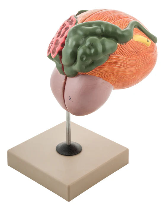 Urinary Bladder with Prostate Anatomical Model, 2 Parts