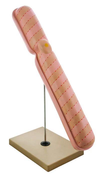 22" Chromosome Model Mounted on Base - Extra Large