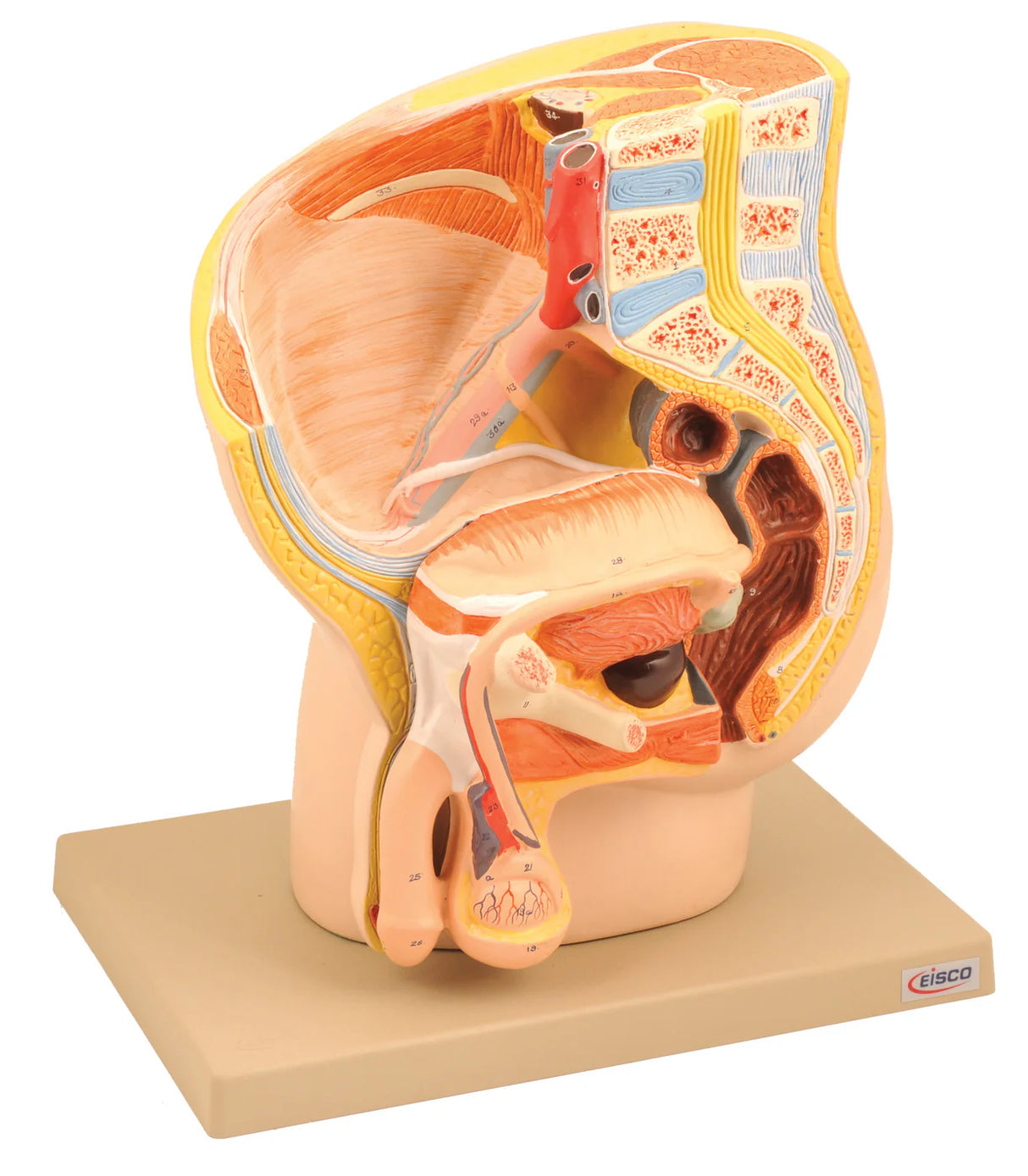 Male Pelvis Model
