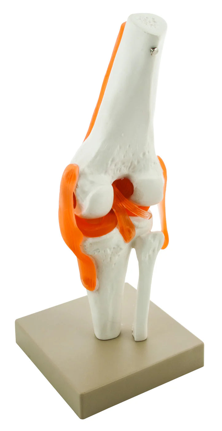 Human Knee Joint Model