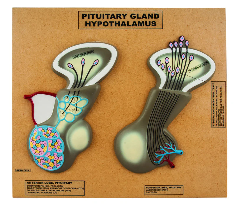 Pituitary Gland and Hypothalamus Model