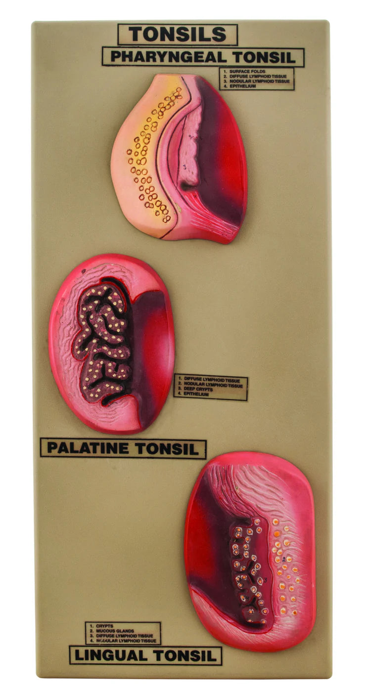 Tonsils Model