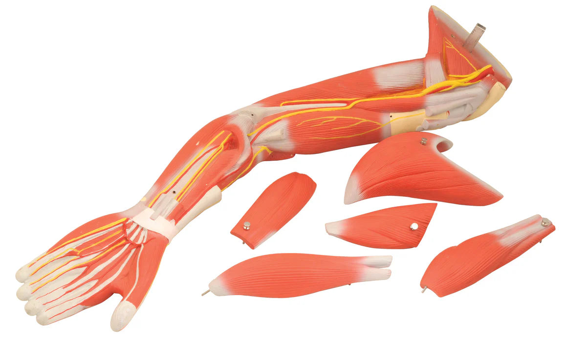 Human Muscular Arm Model Numbered with Stand