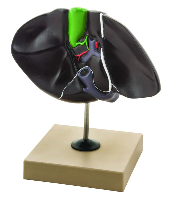 Human Liver Model Half Life-Size with Gall Bladder