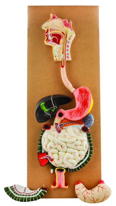 Human Digestive System, Life-Size, 3 Parts