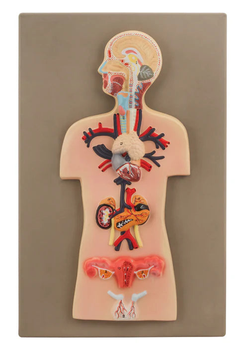 Endocrine Gland Miniature Size
