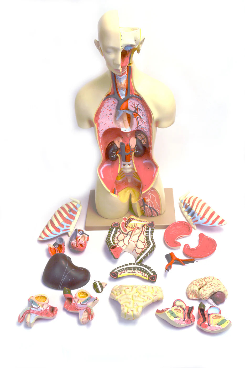 Human Open Back Torso Model Dual Gender, 27 Parts