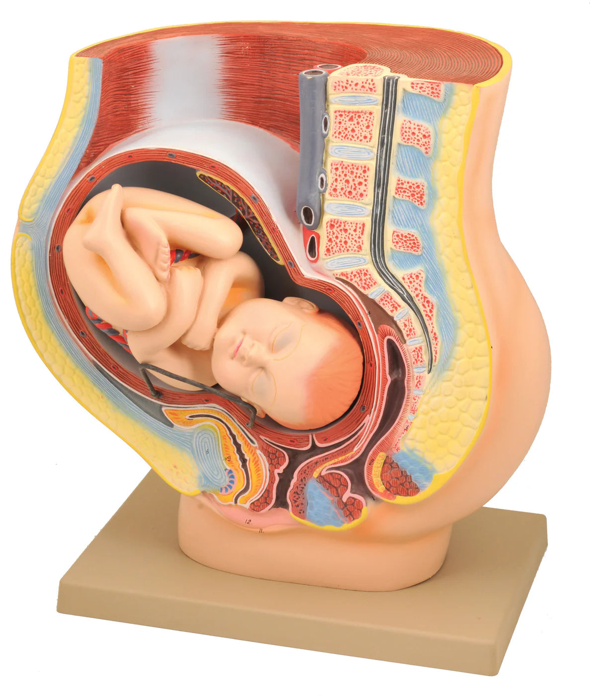 Human Female Pelvis Pregnancy with Fetus Model