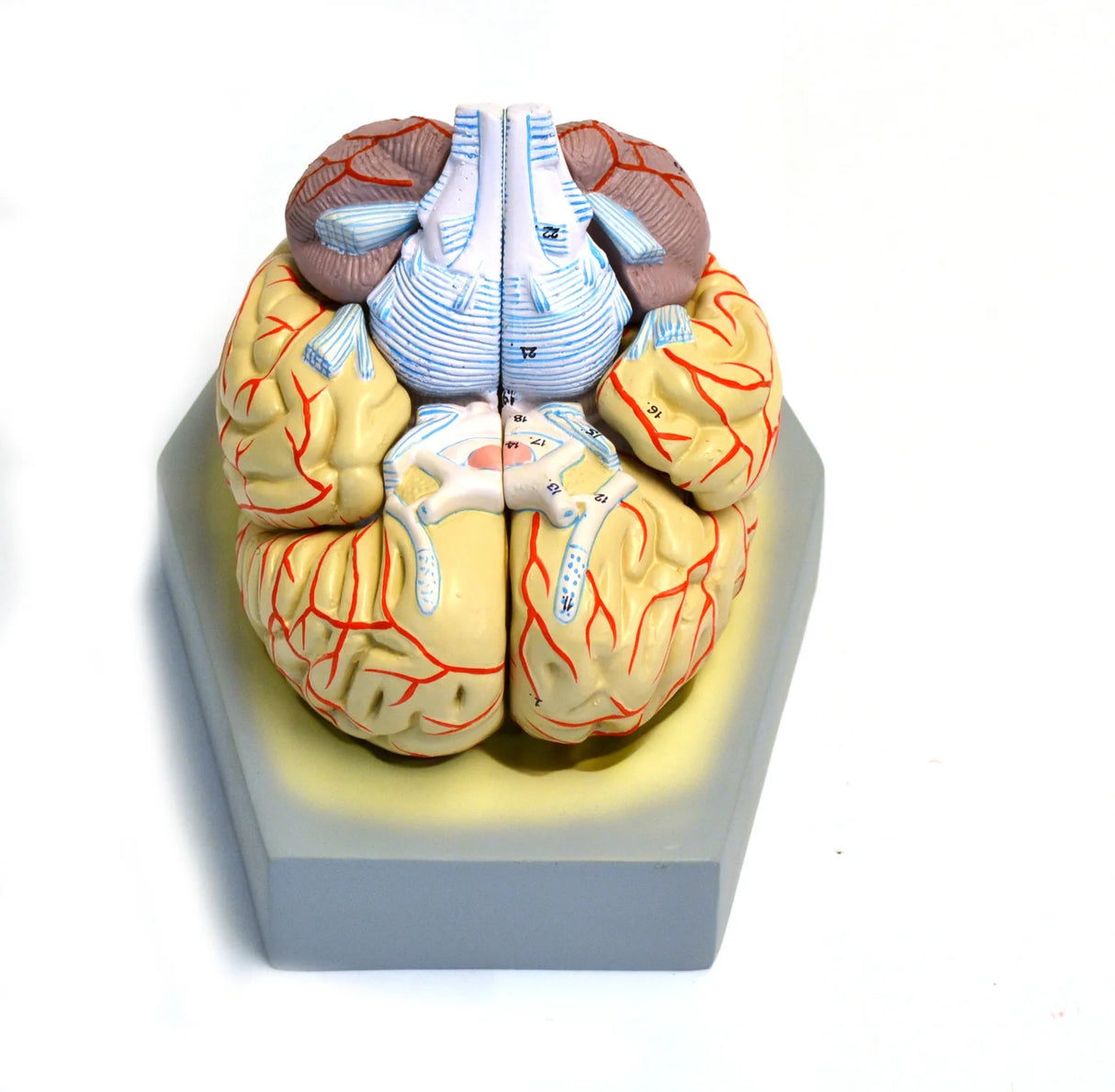 Human Brain with Arteries Model, 9 Parts