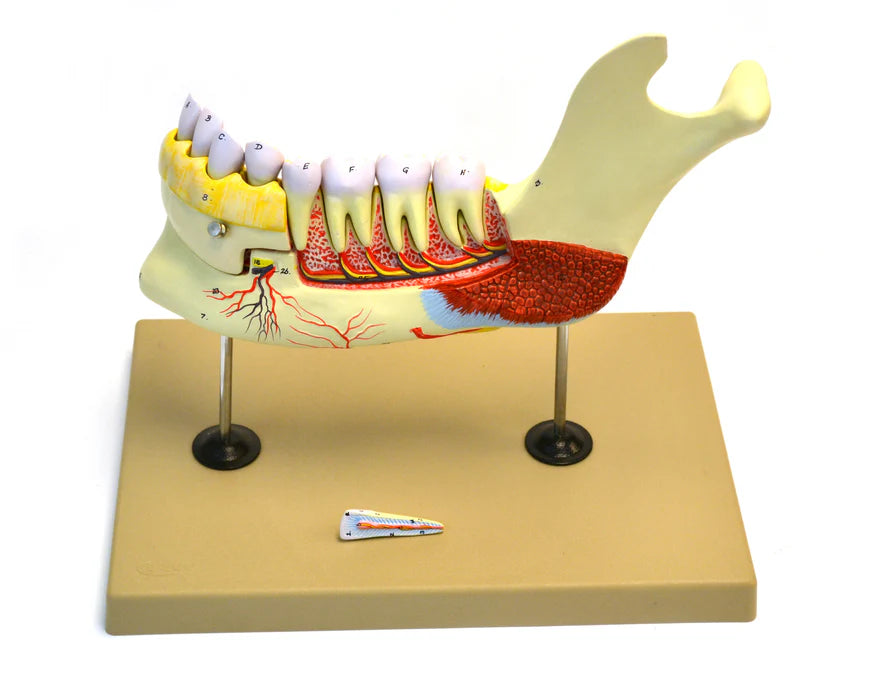 Lower Human Jaw Model 5x Life size