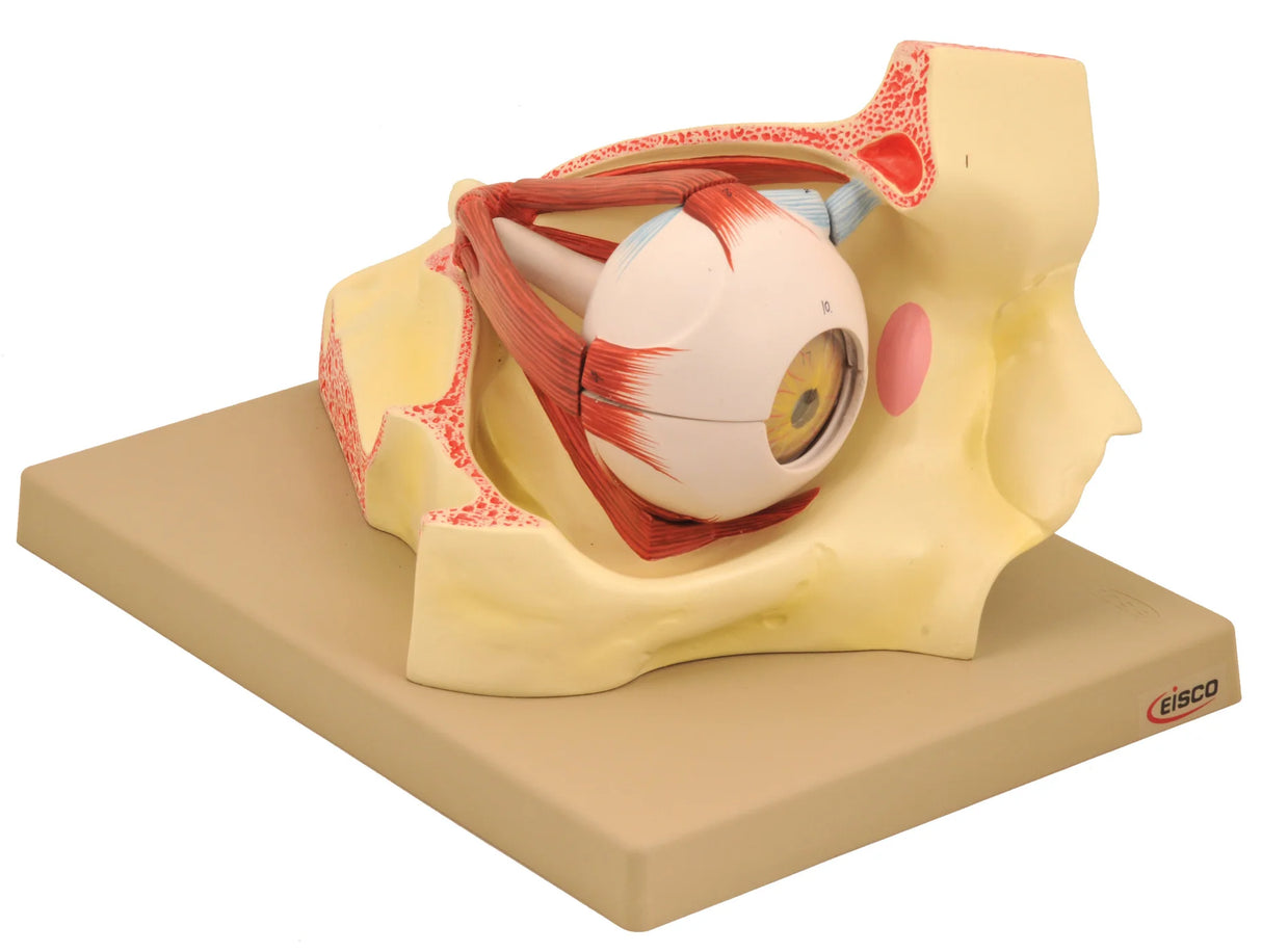 Human Eye in Orbit 9 Part Dissectable, 3x Enlarged