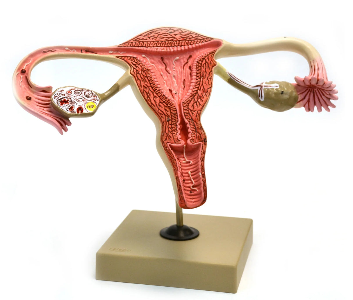 Human Female Reproductive Ovary Model