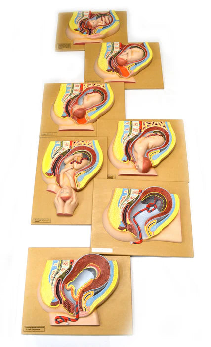 Fetal Development Stages Model, 7 Stages