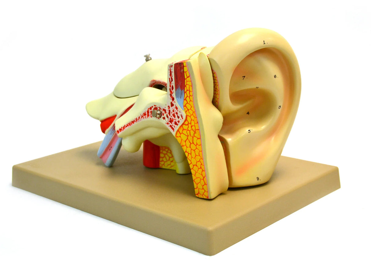 4x Life-Size Human Ear Model, 5 Parts
