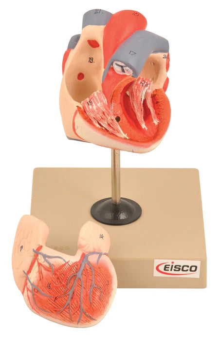 Life-Size Human Heart Model on Base, 2 Parts