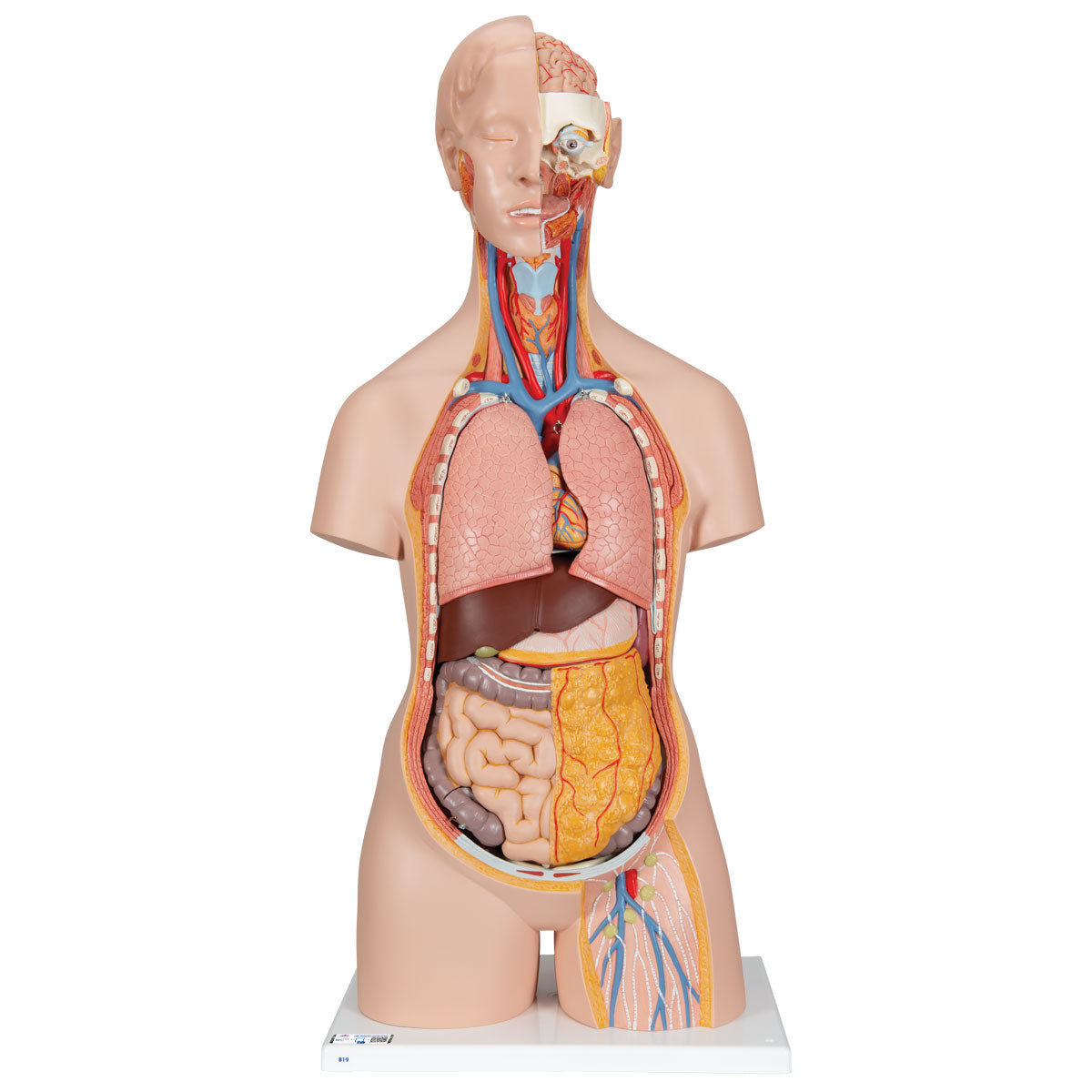 Classic Genderless Torso with Opened Neck And Back, 18-Part