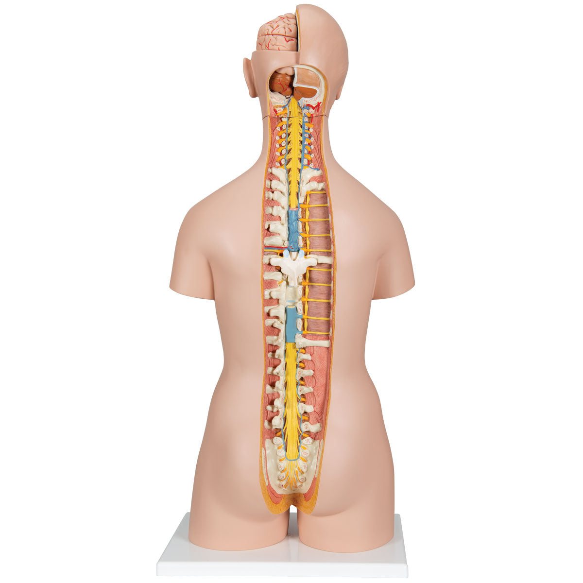 Classic Genderless Torso with Opened Neck And Back, 18-Part