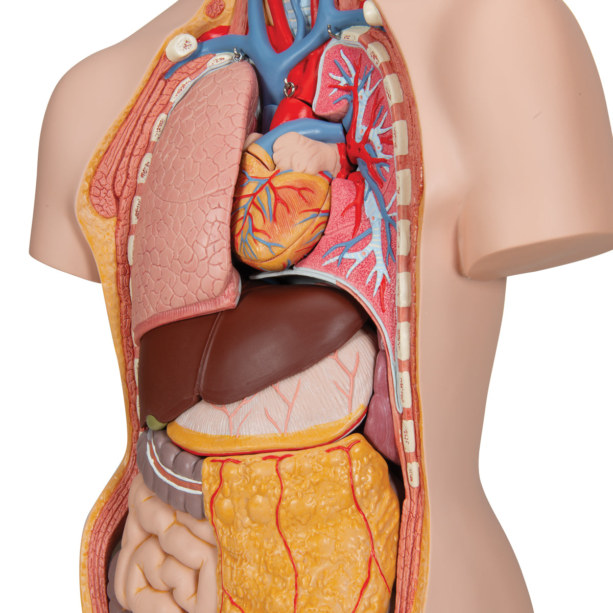 Classic Genderless Torso with Opened Neck And Back, 18-Part